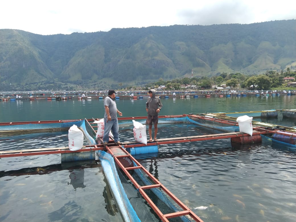 Fenomena Ratusan Ton Ikan Mati di Panguruan, Bupati Minta Jajarannya lakukan Pegecekan di Silalahi