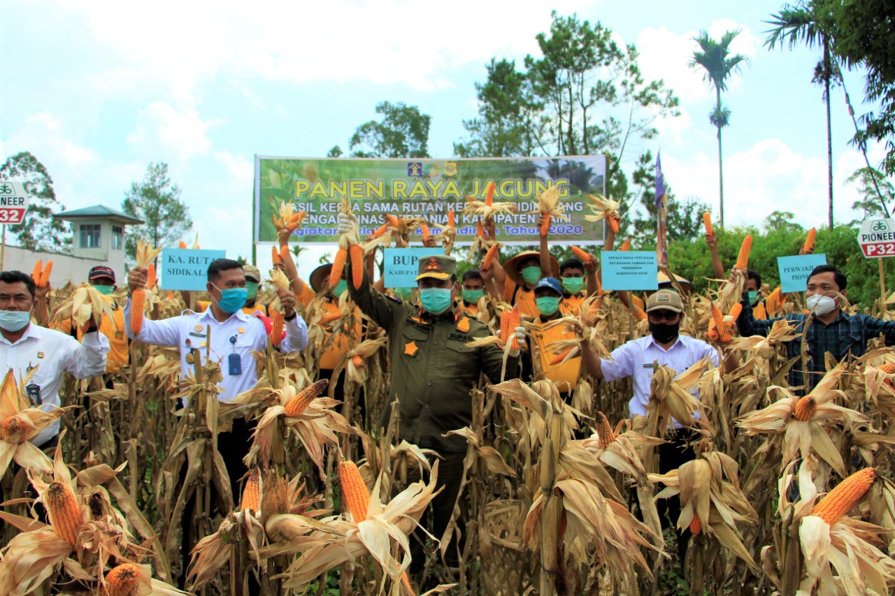 Bupati Dairi Hadiri Panen Raya Jagung di Lahan Pertanian Rutan Kelas II B Sidikalang